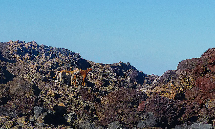 1Canarias dogs
