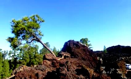 prirodnyi-park-korona-forestal1