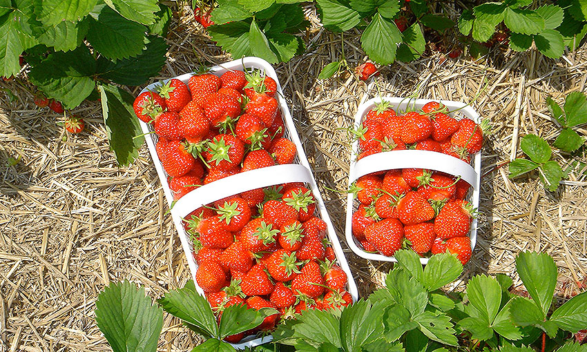 Kanada strawbasket