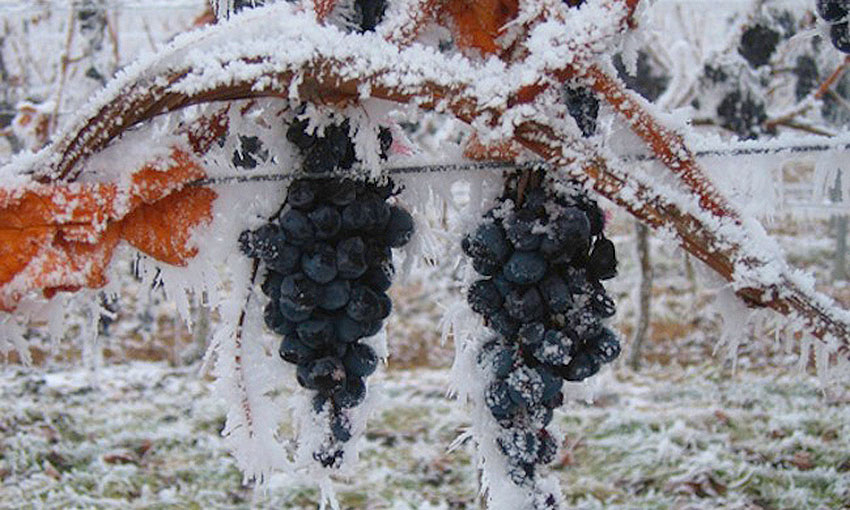 ice grapes